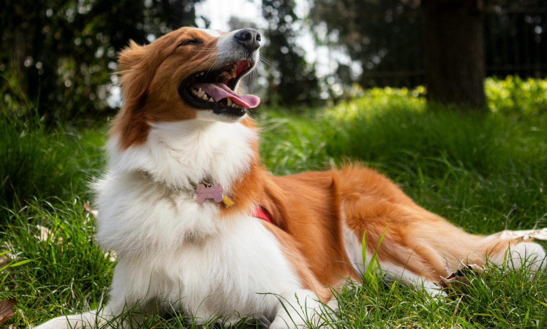 Tout connaître sur l'enregistrement canin
