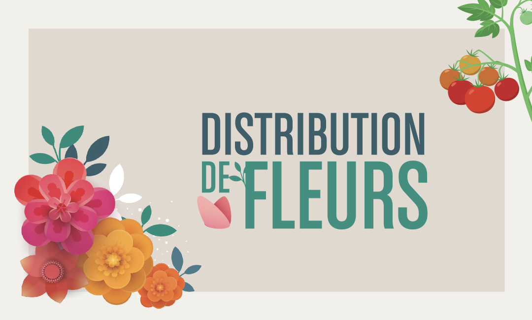 Distribution De Fleurs Ville De Mirabel